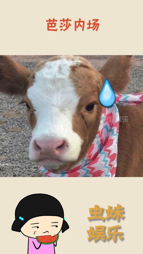 娱乐吃瓜酱发火